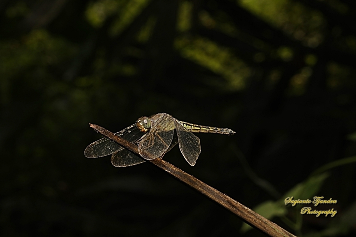 Common Parasol Dragonfly, Neuothemis fluctuans - female  Geotagged,Indonesia,Neurothemis fluctuans,Red Grasshawk,Winter