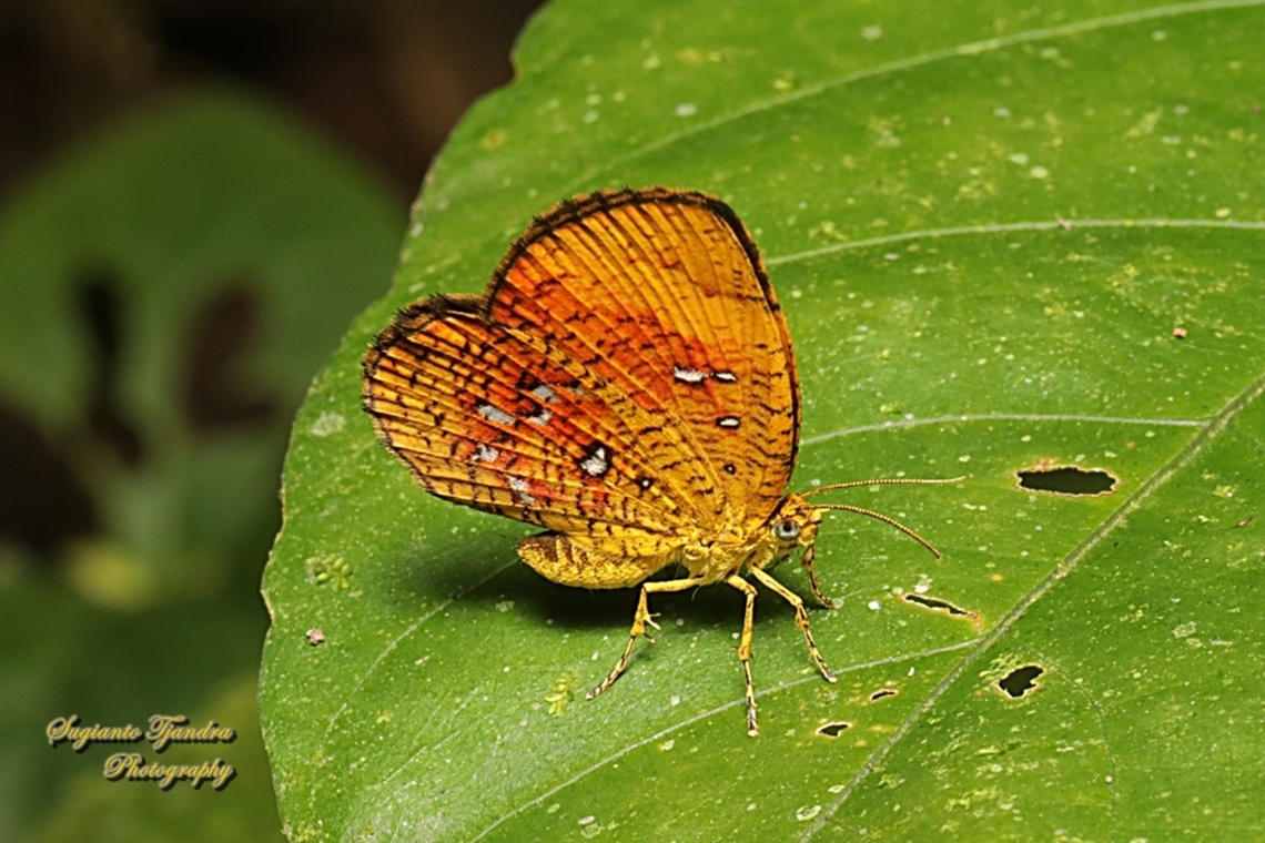 Callidula Moth, Callidula sakuni sakuni (family Callidulidae)  Callidula sakuni,Geotagged,Indonesia,Winter