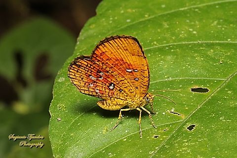 Callidula Moth, Callidula sakuni sakuni (family Callidulidae)  Callidula sakuni,Geotagged,Indonesia,Winter