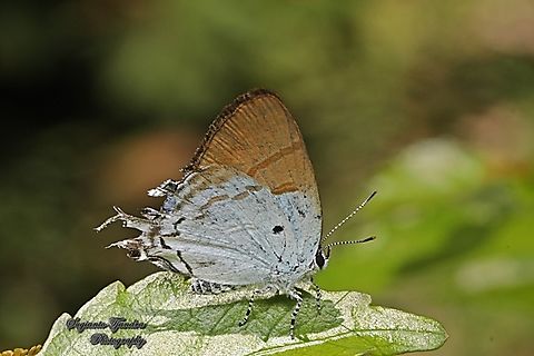 Fluffy Tit butterfly, Zeltus amasa pompaedius  Fluffy tit,Geotagged,Indonesia,Winter,Zeltus amasa