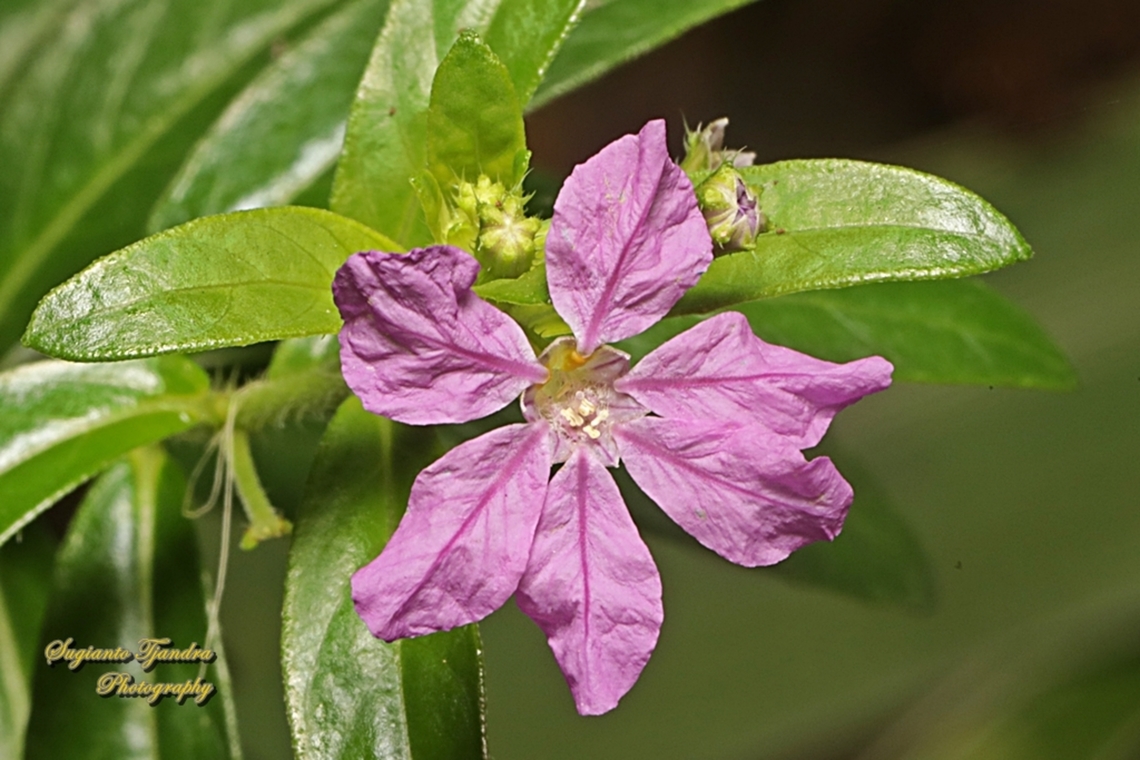False Heather flower, Cuphea hyssopifolia  Cuphea hyssopifolia,False Heather,Geotagged,Indonesia,Winter