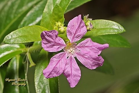 False Heather flower, Cuphea hyssopifolia  Cuphea hyssopifolia,False Heather,Geotagged,Indonesia,Winter