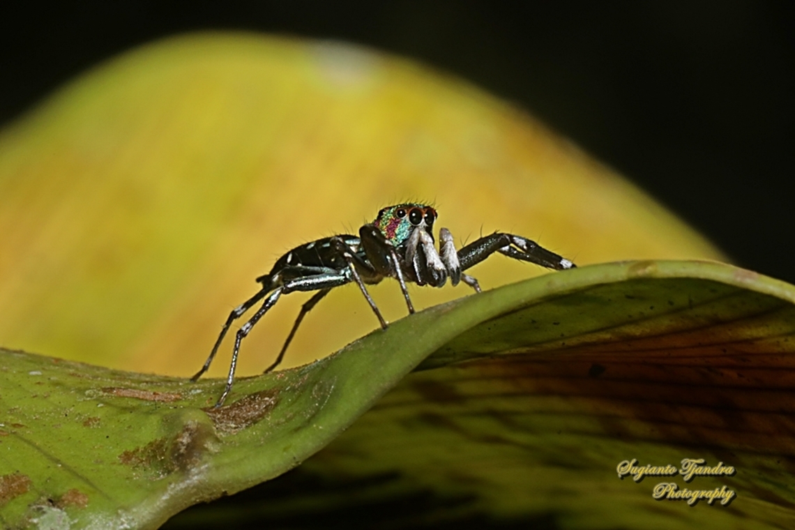 Jumping Spider, Cosmophesis valerieae, family Salticidae  Cosmophasis valerie,Geotagged,Indonesia,Winter