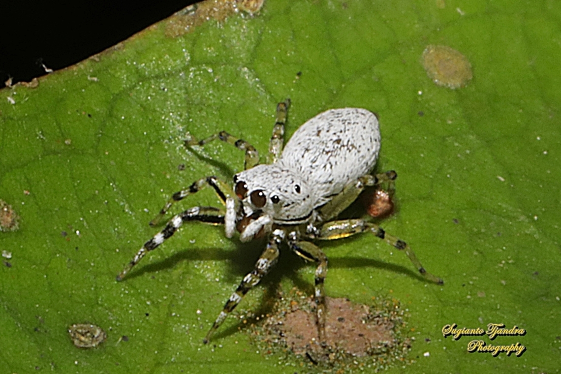 Jumping spider, Cosmophasis lami - juvenile, family Salticidae  Cosmophasis lami,Geotagged,Indonesia,Winter