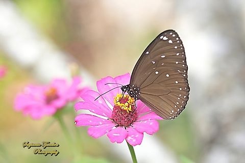 King Crow butterfly, Euploea leucostictos leucostictos- female "sucking nectar on the Zinnia flower"  Euploea leucostictos,Geotagged,Indonesia,Winter