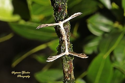 Plume Moth, Pterophorus pentadactyla, Pterophoridae - mating  Geotagged,Indonesia,Pterophorus pentadactyla,Winter