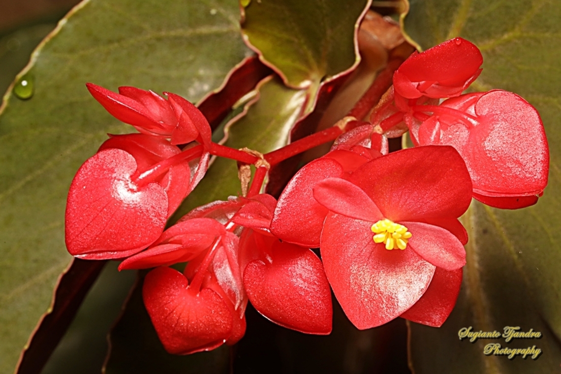 Red Begonia flower, Begoniaceae  Begonia coccinea,Geotagged,Indonesia,Winter
