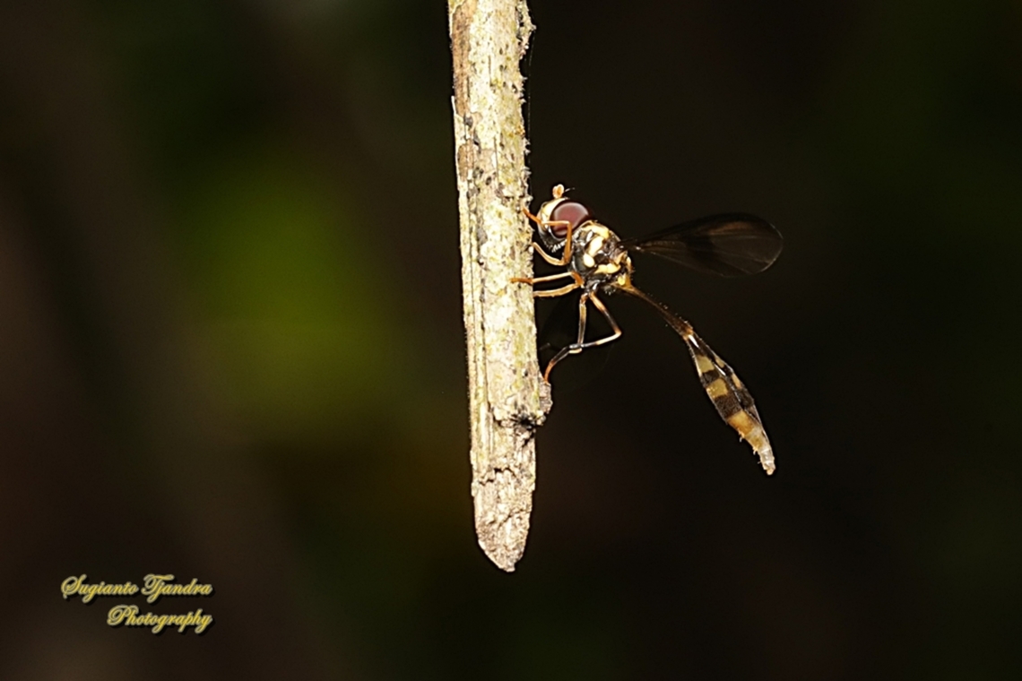 Hoverfly wasp mimicry, Allobaccha sp  Geotagged,Indonesia,Winter