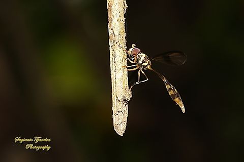Hoverfly wasp mimicry, Allobaccha sp  Geotagged,Indonesia,Winter