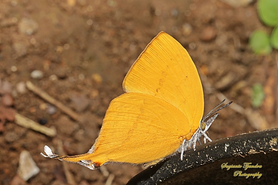Common Yamfly, Loxura atymnus ssp deinostratus deinostratus is subspecies for Loxura atymnus found in West Java, Indonesia Geotagged,Indonesia,Loxura atymnus,Winter,Yamfly