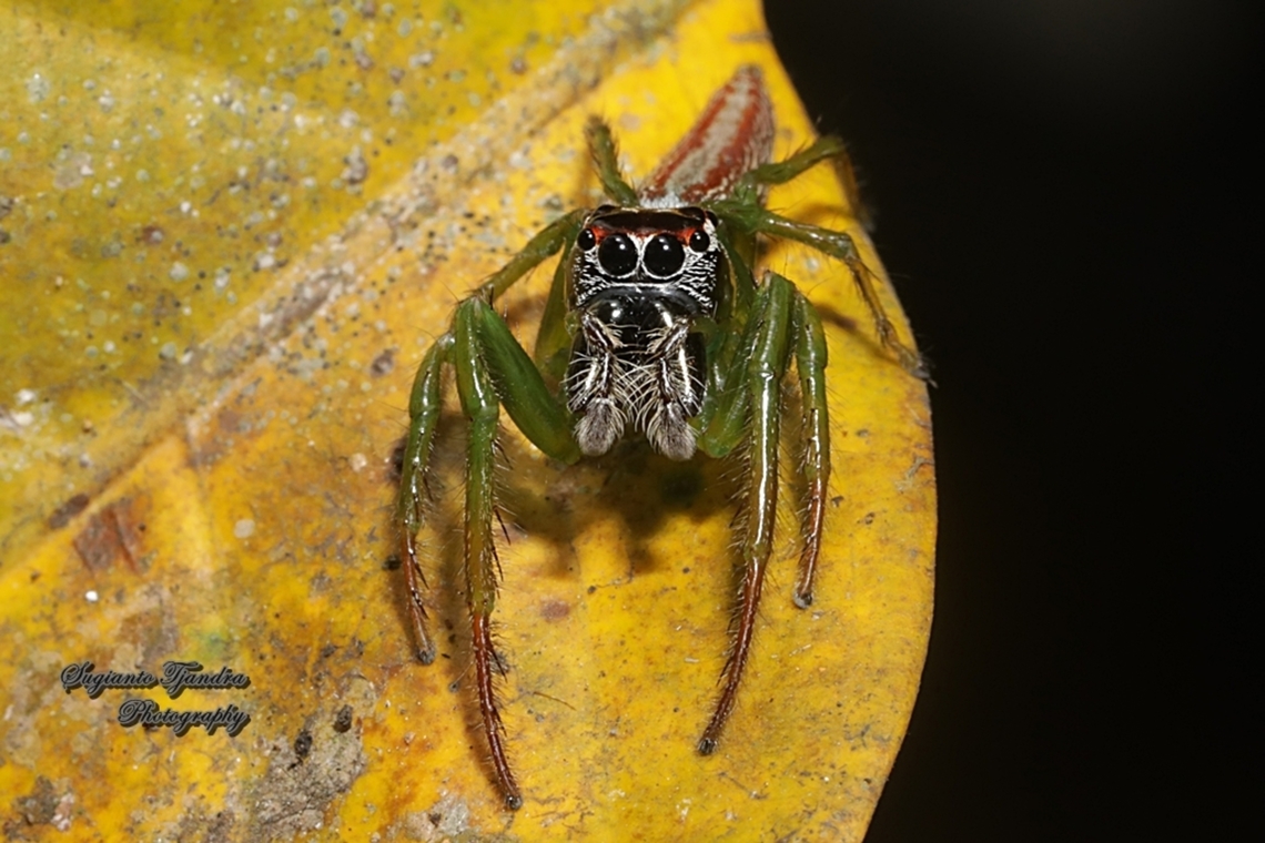 Jumping spider, Artabrus erythrocephalus, family Salticidae  Artabrus erythrocephalus,Geotagged,Indonesia,Winter