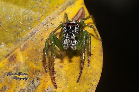 Jumping spider, Artabrus erythrocephalus, family Salticidae  Artabrus erythrocephalus,Geotagged,Indonesia,Winter