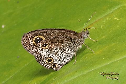 Java's Three Ring Buttefly, Ypthima nigricans Ssp nigricans  Geotagged,Indonesia,Winter,Ypthima nigricans