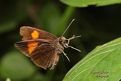 Skipper Butterfly, The Bright Red Velvet Bob, Koruthaialos sindu  Bright red velvet bob,Geotagged,Indonesia,Koruthaialos sindu,Winter