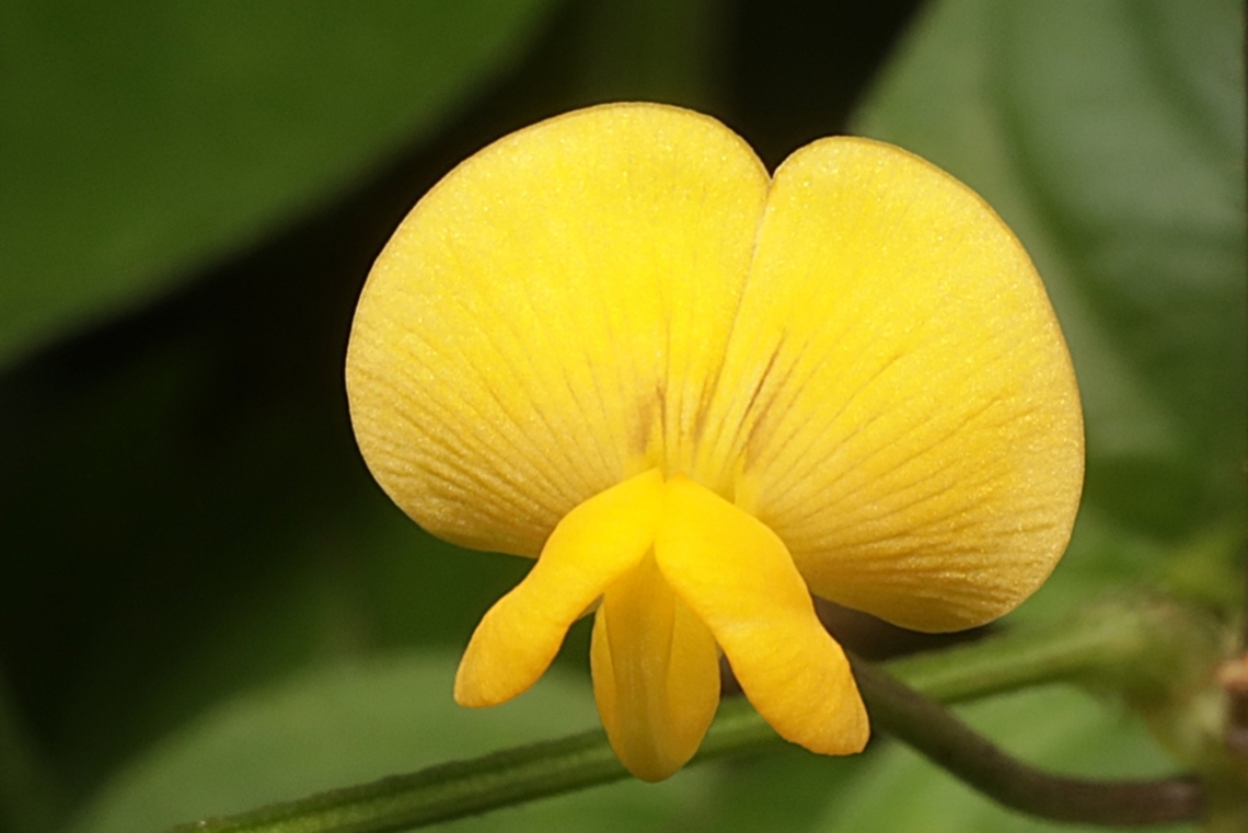Wild Cowpea flower, Vigna luteola  Geotagged,Hairy Cowpea,Indonesia,Vigna luteola,Winter