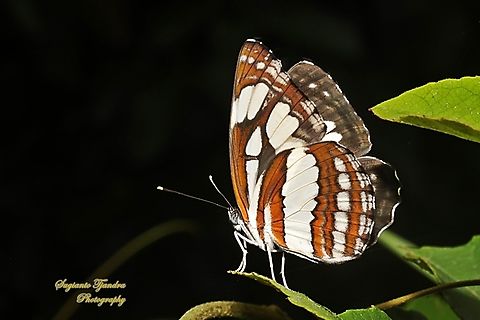 Common Sailor Butterfly, Neptis hylas matuta  Common sailor,Geotagged,Indonesia,Neptis hylas,Winter
