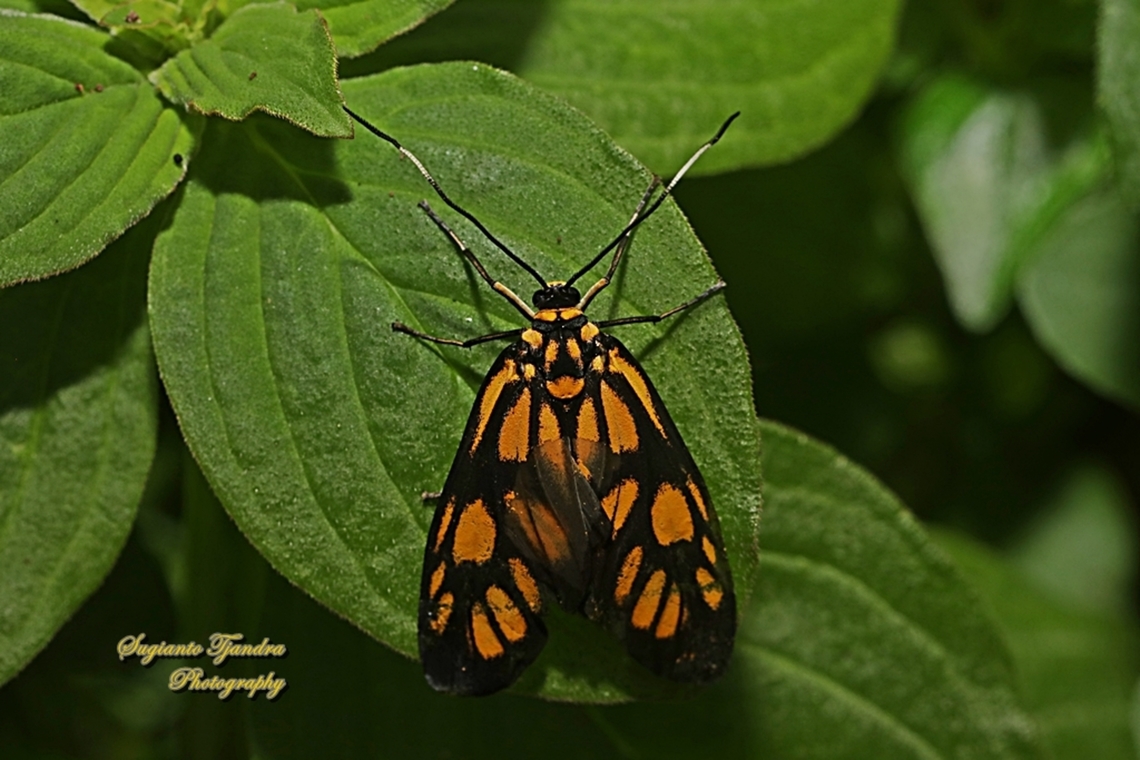 Undescribed moth, family Zygaenidae  Geotagged,Indonesia,Winter