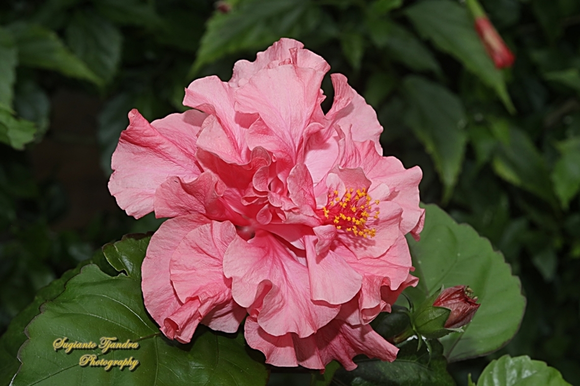 Hibiscus flower, Hibiscus rosa-sinensis  Chinese hibiscus,Geotagged,Hibiscus rosa-sinensis,Indonesia,Winter