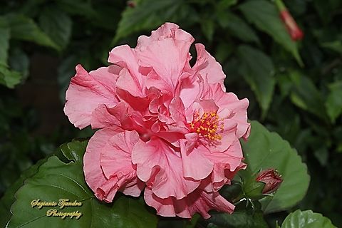 Hibiscus flower, Hibiscus rosa-sinensis  Chinese hibiscus,Geotagged,Hibiscus rosa-sinensis,Indonesia,Winter