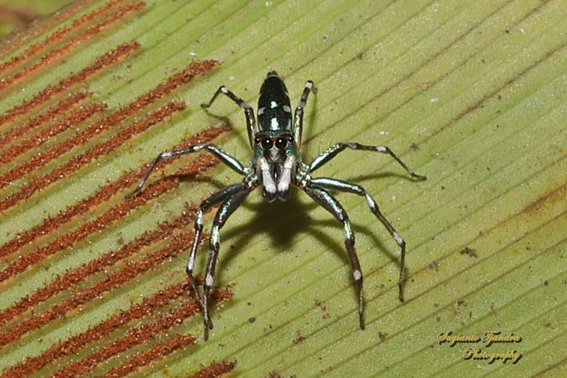 Jumping Spider, Cosmophasis valerieae, family Salticidae  Cosmophasis valerieae,Geotagged,Indonesia,Winter