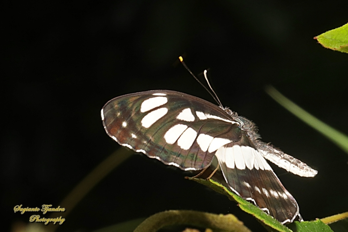 Common Sailor Butterfly, Neptis hylas matuta  Common sailor,Geotagged,Indonesia,Neptis hylas,Winter