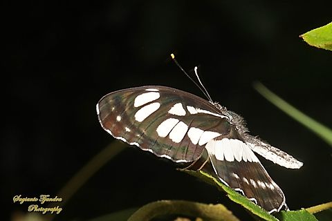 Common Sailor Butterfly, Neptis hylas matuta  Common sailor,Geotagged,Indonesia,Neptis hylas,Winter