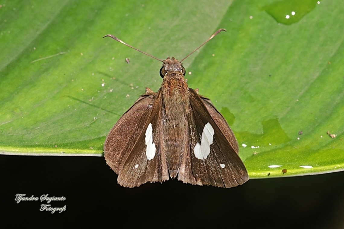 Skipper Butterfly, Common Banded Demon, Notocrypta paralysos  Common banded demon,Geotagged,Indonesia,Notocrypta paralysos,Winter