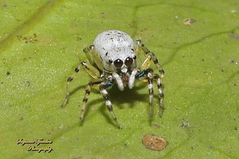 Jumping spider, Cosmophasis lami - juvenile, family Salticidae  Cosmophasis lami,Geotagged,Indonesia,Winter