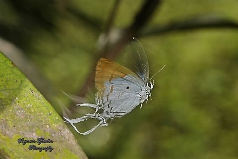 Fluffy Tit butterfly, Zeltus amasa pompaedius "flying"  Fluffy tit,Geotagged,Indonesia,Winter,Zeltus amasa