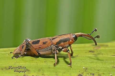 Sphenophorini Weevils, subfamily Dryophthorinae, family Dryophothoridae  Geotagged,Indonesia,Winter