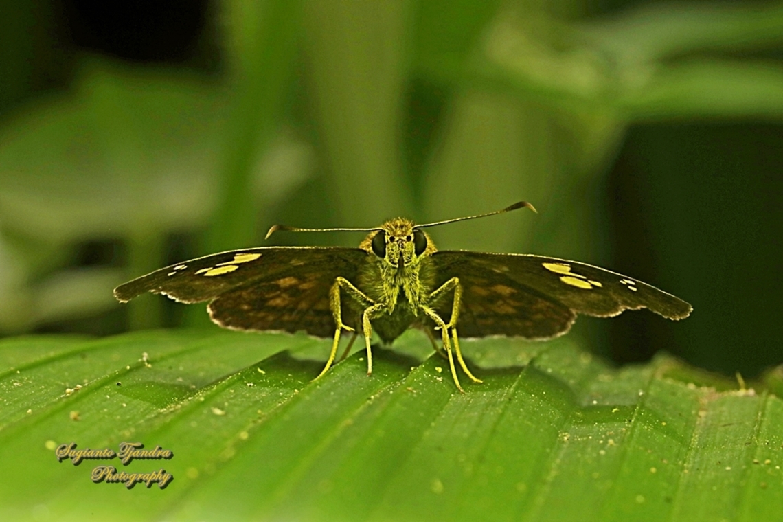 The Fulvous Pied Flat Butterfly, Pseudocoladenia dan eacus (family Hesperiidae)  Fulvous Pied Flat,Geotagged,Indonesia,Pseudocoladenia dan,Winter