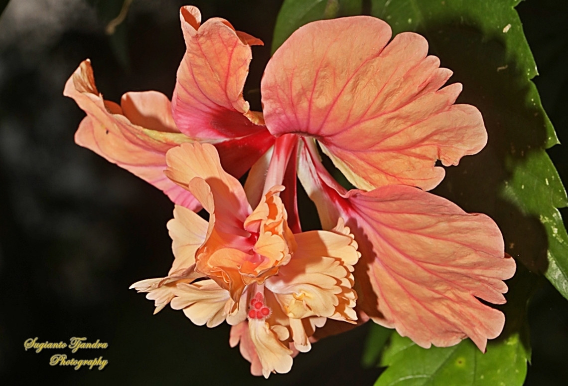 Hibiscus flower (Kembang Sepatu), Hibiscus rosa-sinensis  Chinese hibiscus,Geotagged,Hibiscus rosa-sinensis,Indonesia,Winter