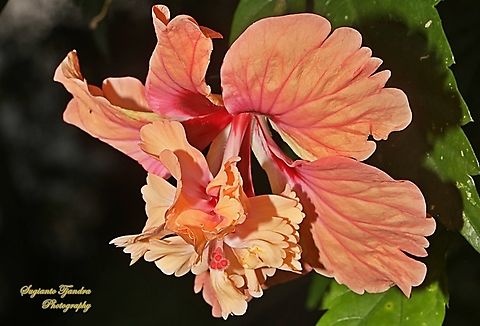 Hibiscus flower (Kembang Sepatu), Hibiscus rosa-sinensis  Chinese hibiscus,Geotagged,Hibiscus rosa-sinensis,Indonesia,Winter