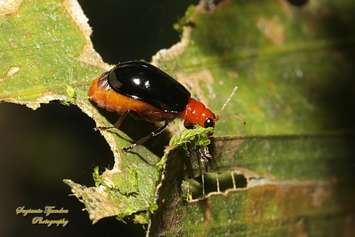 Flea beetle, Aulacophora lewisii, family Chrysomelidae  Aulacophora lewisii,Geotagged,Indonesia,Winter
