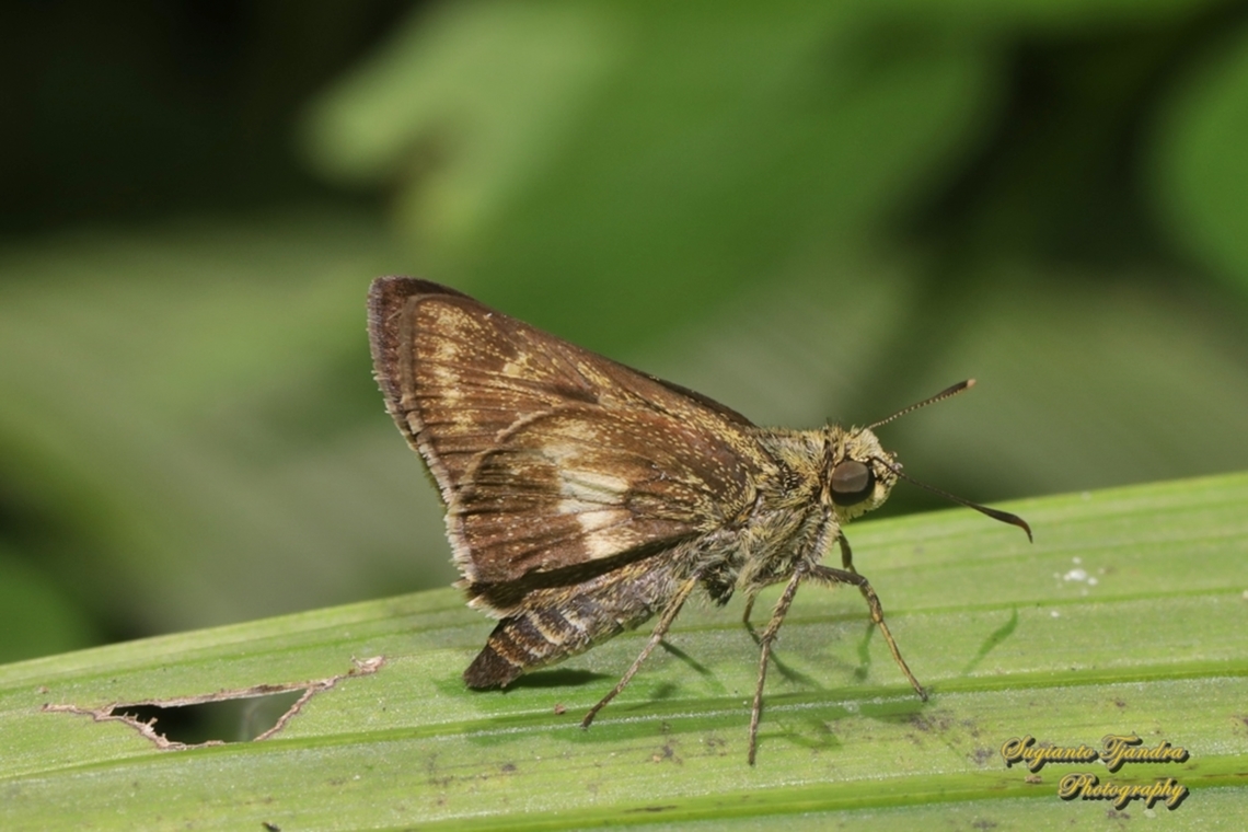 Skipper butterfly, Halpe porus (Moore's ace), family Hesperiidae  Geotagged,Halpe porus,Indonesia,Moore's Ace,Winter