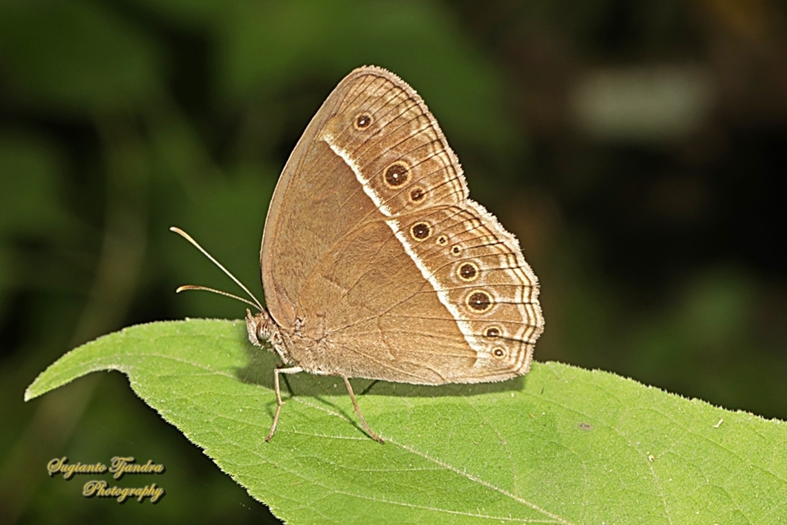 Dark-branded Bushbrown Butterfly (Mycalesis mineus)  Dark-branded bushbrown,Geotagged,Indonesia,Mycalesis mineus,Winter