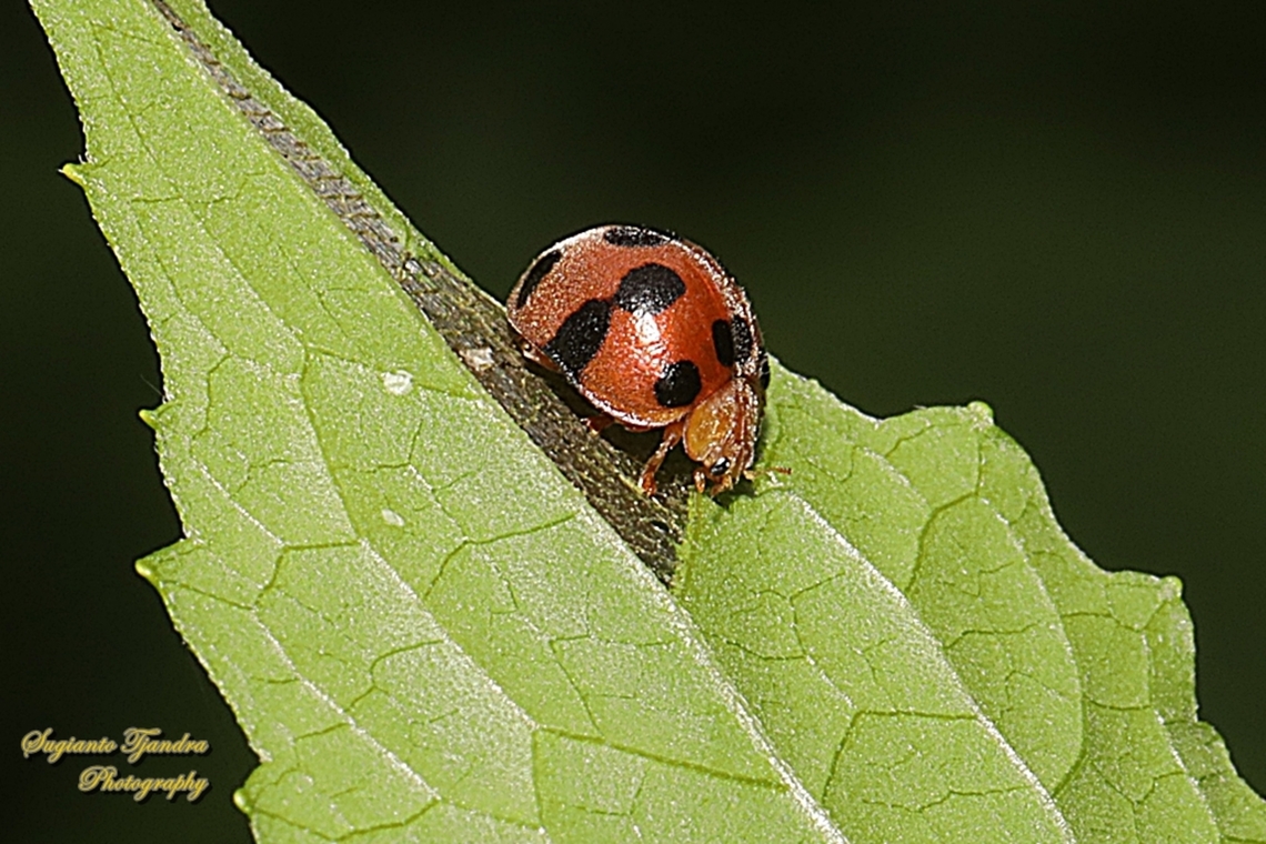 Plant-eating Lady Beetle, Henosepilachna diekei, Tribe Epilachnini  Geotagged,Henosepilachna diekei,Indonesia,Winter