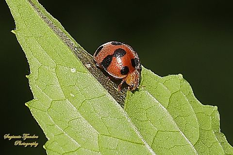 Plant-eating Lady Beetle, Henosepilachna diekei, Tribe Epilachnini  Geotagged,Henosepilachna diekei,Indonesia,Winter