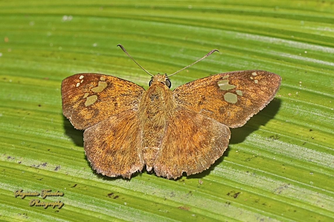 The Fulvous Pied Flat Butterfly, Pseudocoladenia dan eacus (family Hesperiidae) - upperside  Fulvous Pied Flat,Geotagged,Indonesia,Pseudocoladenia dan,Winter