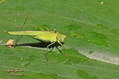 Leaf katydid, subfamily Phaneropterinae, Tettigoniidae  Geotagged,Indonesia,Winter