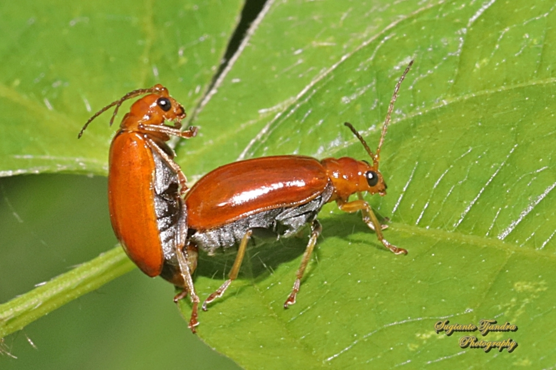 Orange leaf beetle, Aulacophora indica, family Chrysomelidae "mating"  Aulacophora indica,Geotagged,Indonesia,Winter
