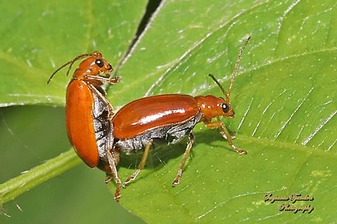 Orange leaf beetle, Aulacophora indica, family Chrysomelidae "mating"  Aulacophora indica,Geotagged,Indonesia,Winter