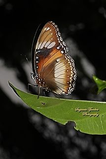 Great eggfly butterfly, Hypolimnas boli na bolina-lowerside  Geotagged,Hypolimnas bolina,Indonesia,Summer,Varied Eggfly,Winter