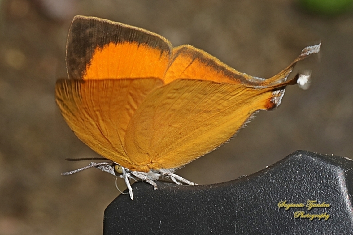 Common Yamfly, Loxura atymnus ssp deinostratus  Geotagged,Indonesia,Loxura atymnus,Winter,Yamfly
