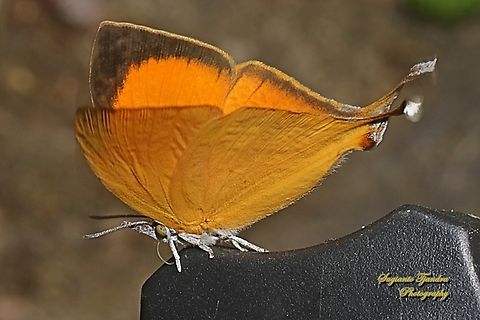 Common Yamfly, Loxura atymnus ssp deinostratus  Geotagged,Indonesia,Loxura atymnus,Winter,Yamfly