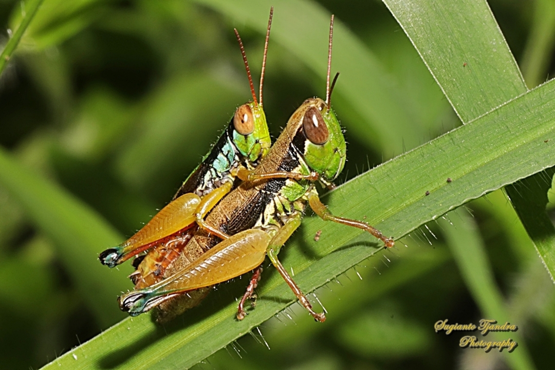 Grasshopper, Caryandra Spuria "mating"  Caryandra Spuria,Geotagged,Indonesia,Winter