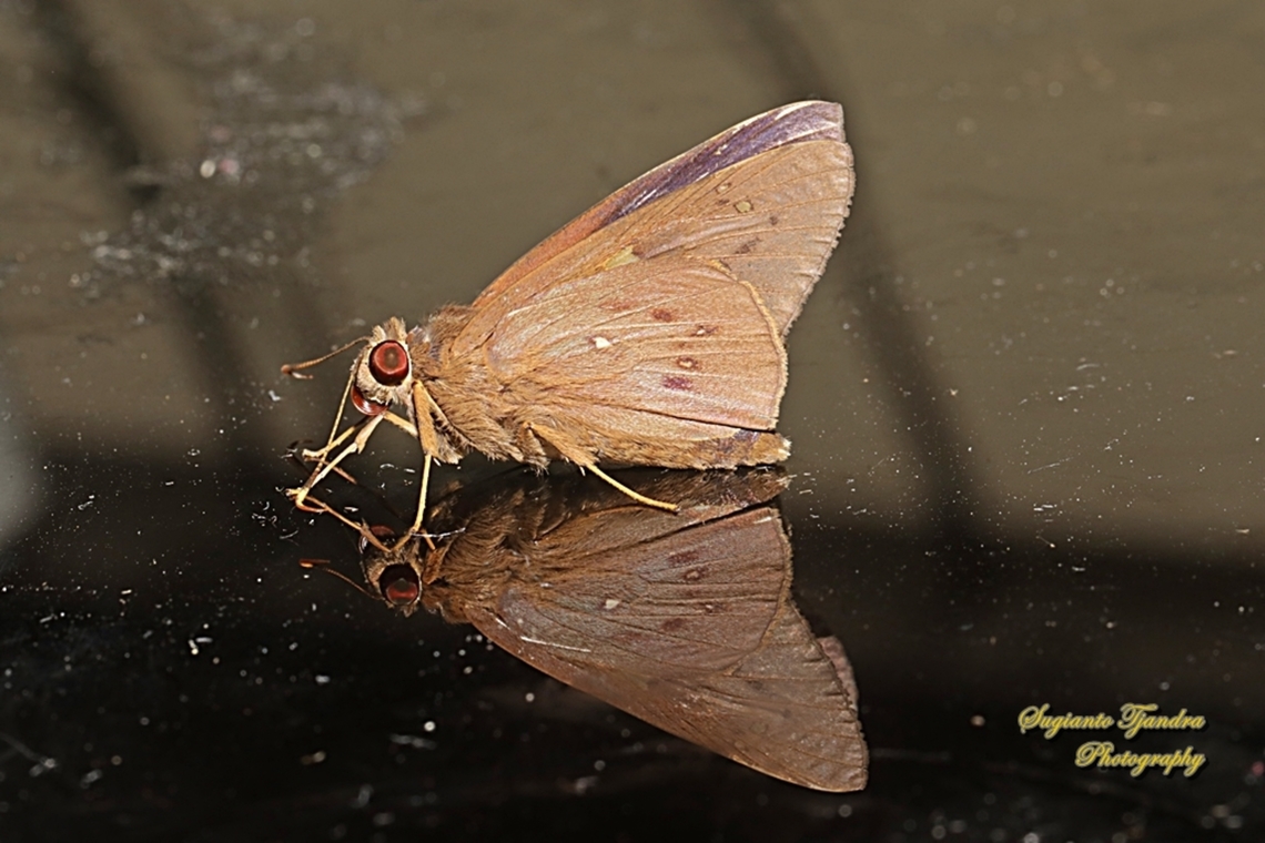Coconut skipper, Hidari irava  Coconut Skipper,Geotagged,Hidari irava,Indonesia,Winter