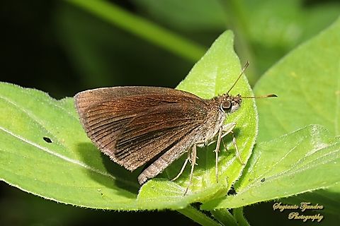 Skipper butterfly, the forest hopper, Astictopterus jama jama  Astictopterus jama,Forest hopper,Geotagged,Indonesia,Winter