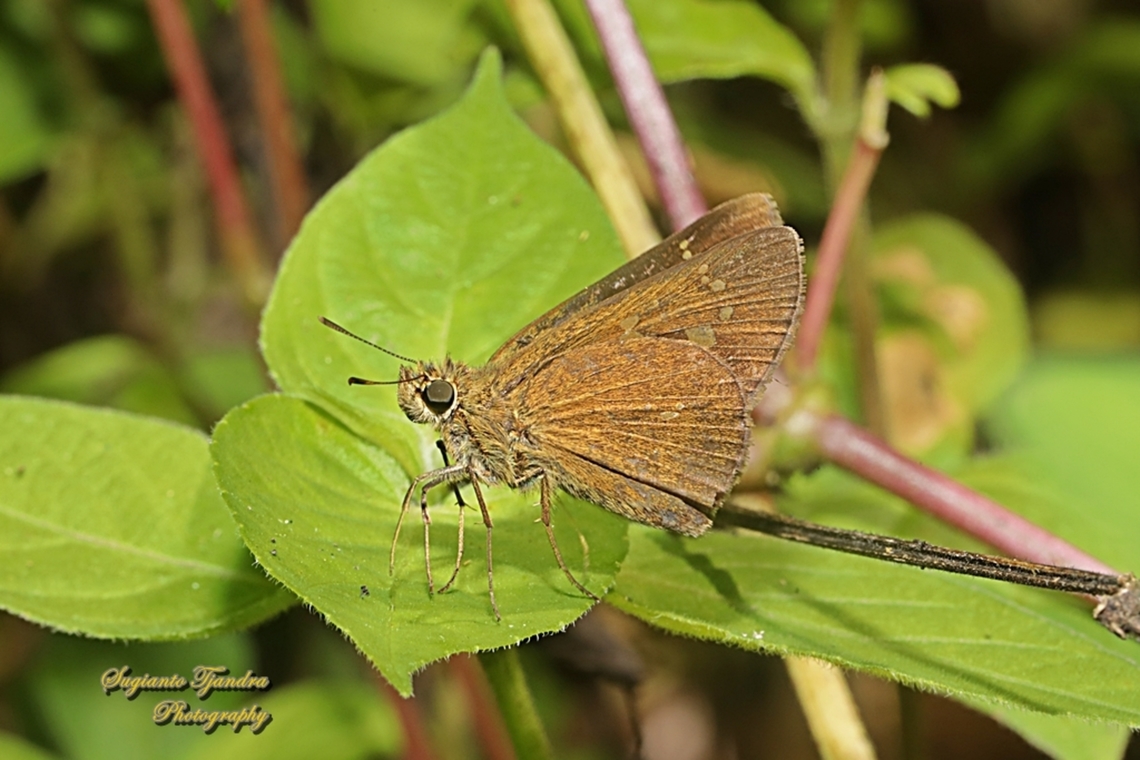 The contiguous swift, Polytremis lubricans ssp lubricans  Contiguous swift,Geotagged,Indonesia,Polytremis lubricans,Winter