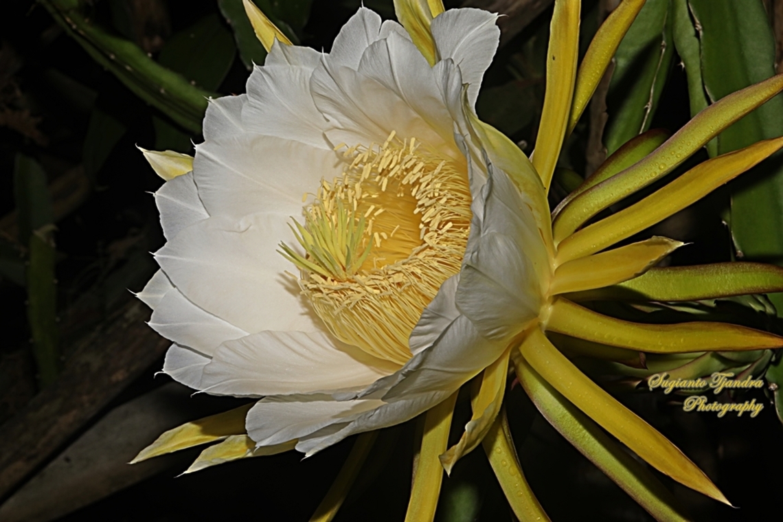 Dragon cactus flower, aka pitaya  Geotagged,Indonesia,Winter